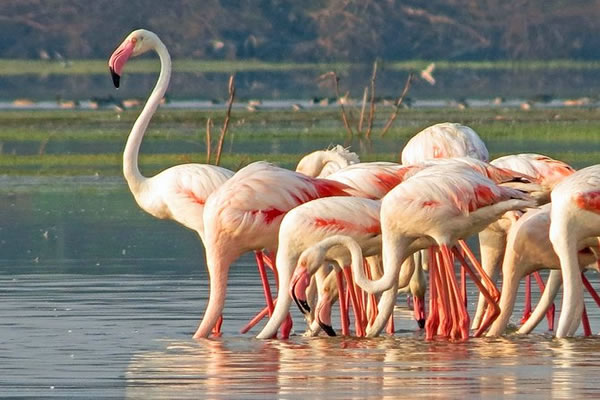 Bundala National Park (1)