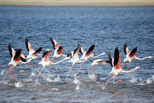 Bundala National Park (6)